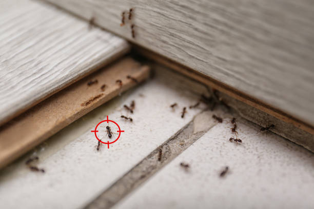 Best Pest Inspection Near Me  in Seminole, TX
