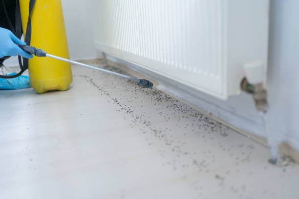 Best Pest Control Near Me in Seminole, TX