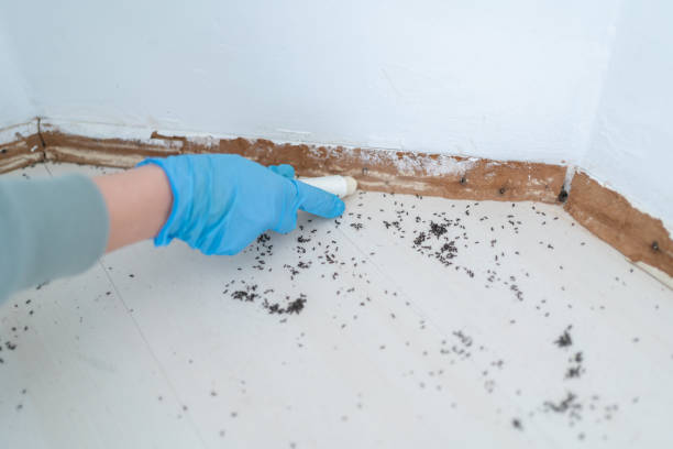Best Best Pest Control Companies  in Seminole, TX
