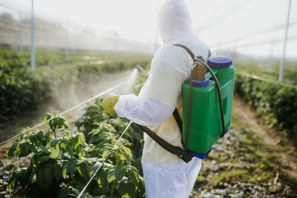 Best Pest Removal Services  in Seminole, TX